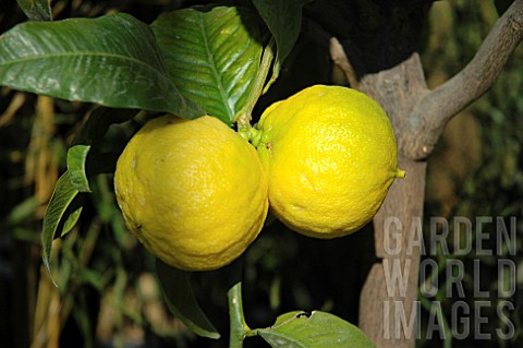 bergamot orange 